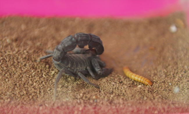 Şanlıurfalı girişimci geçimini akrep yetiştiriciliğinden sağlıyor